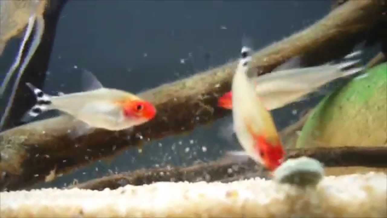 hemigrammus rhodostomus