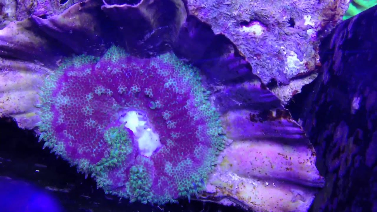 Stichodactyla tapetum feeding