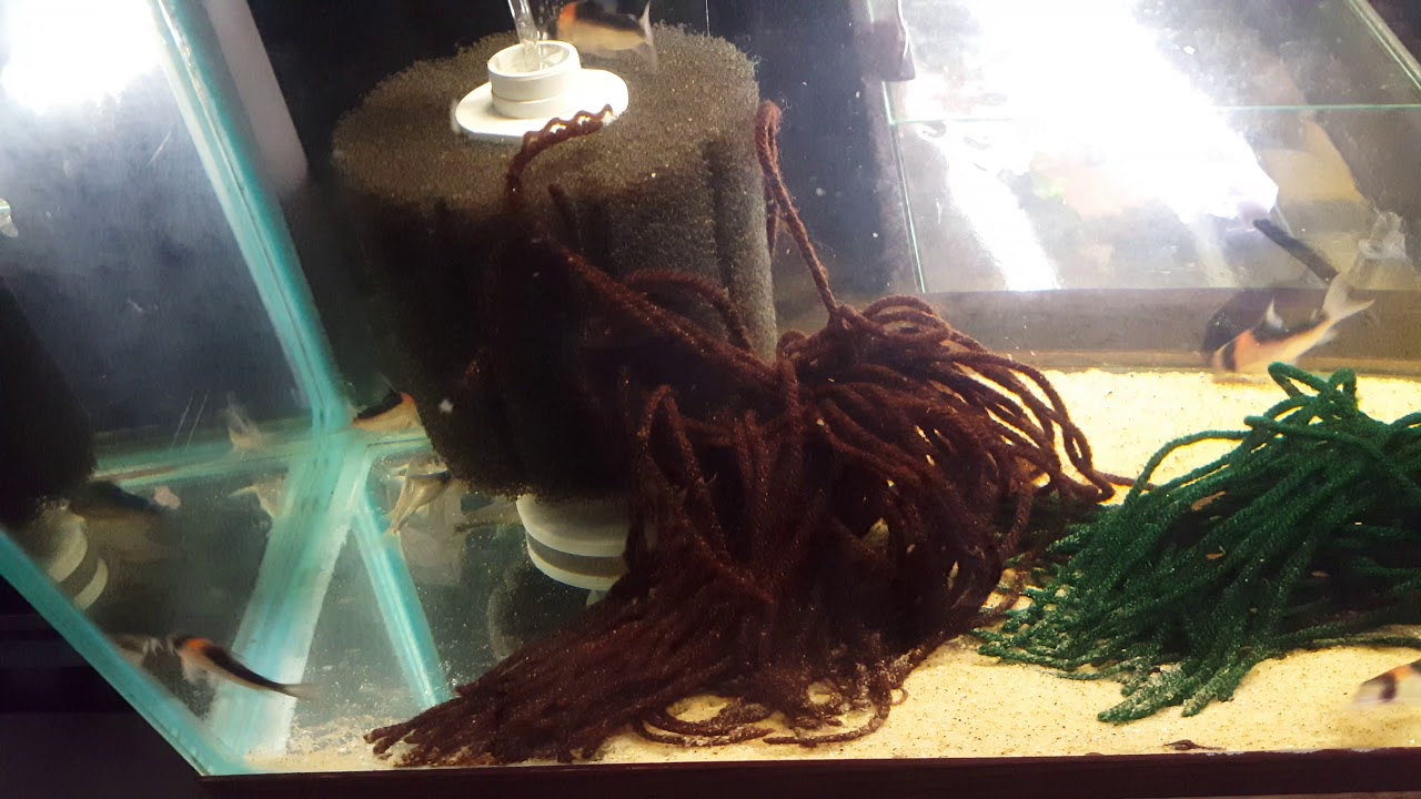 Breeding Group of Our Corydoras duplicareus