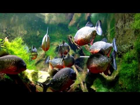 紅腹食人魚缸-- Red-Bellied Piranha (Pygocentrus Nattereri) Tank