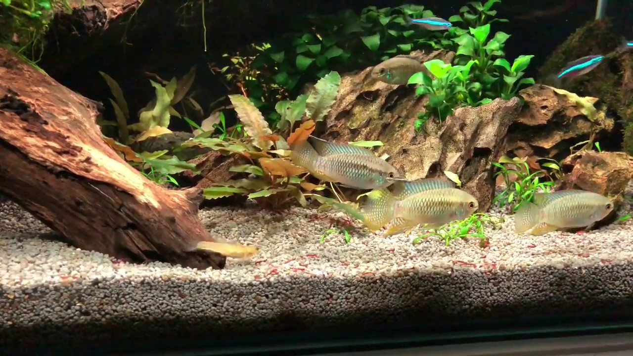 Feeding Laetacara Curviceps (Dwarf Flag Cichlid) (Dwarf Flag Acara)