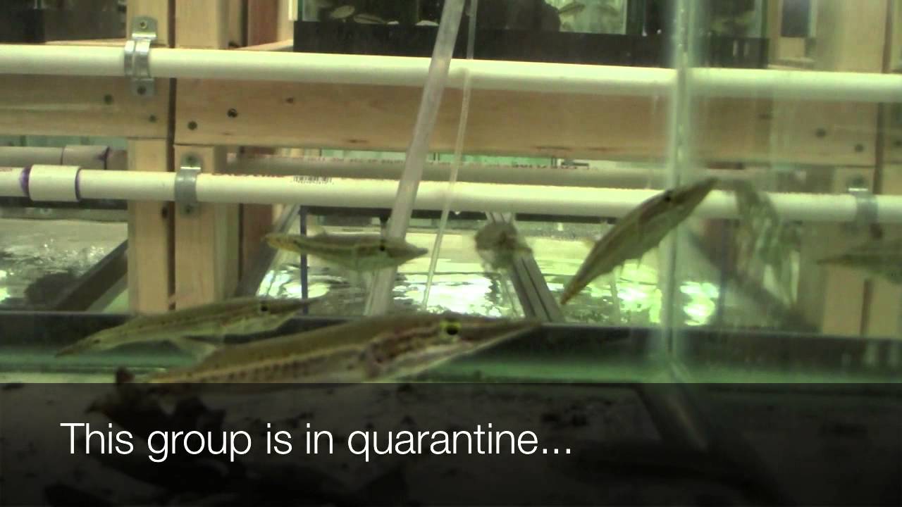 Luciocephalus pulcher - Crocodile Pikehead