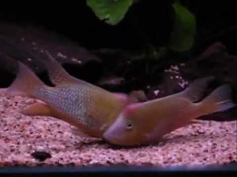 Interesting nite for my Geophagus steindachneri
