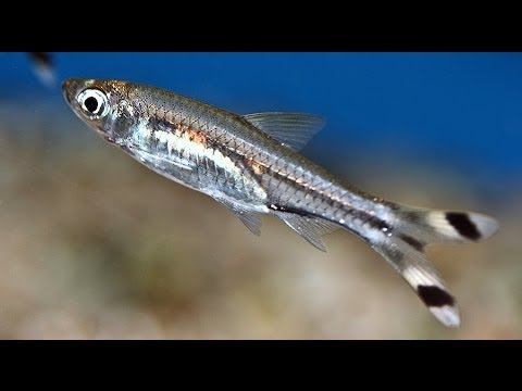 Rasbora trilineata Расбора трехлинейная