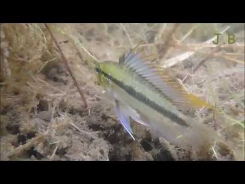 Apistogramma trifasciata in the wild,Laguna Blanca Paraguay