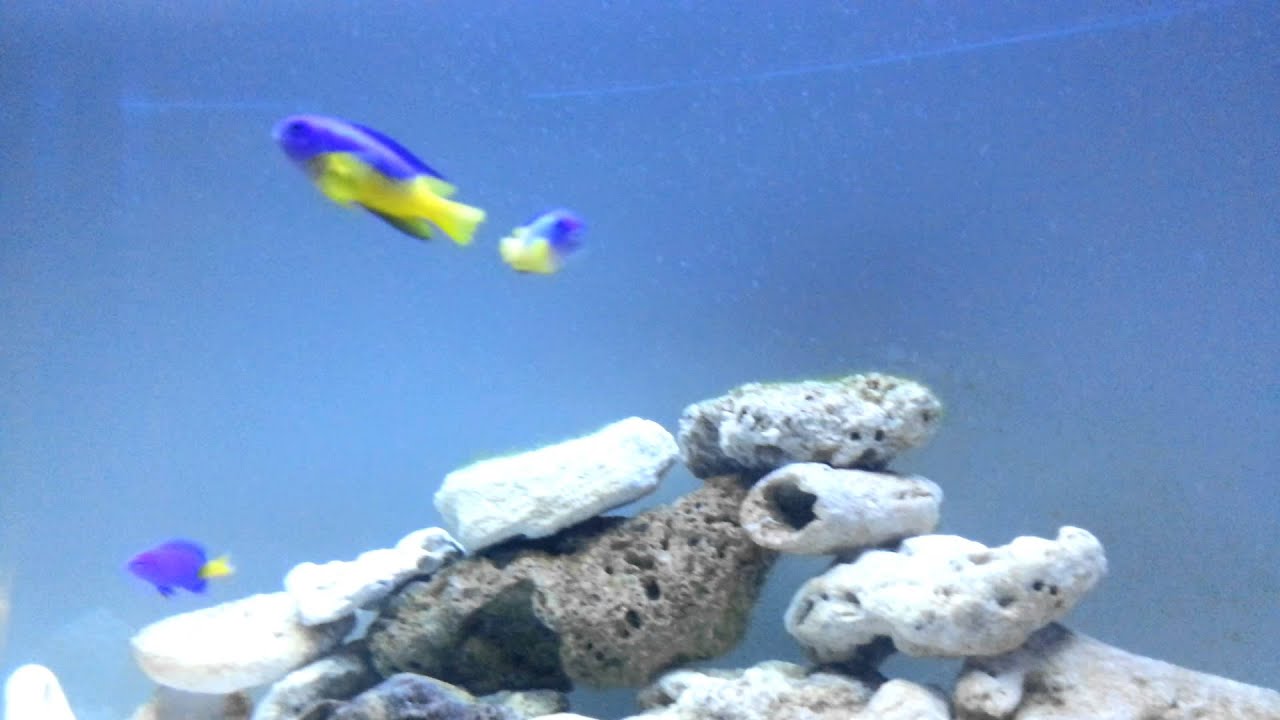 Pomacentrus auriventris Yellow bellied blue damsel eating spawn from ejecting polyp