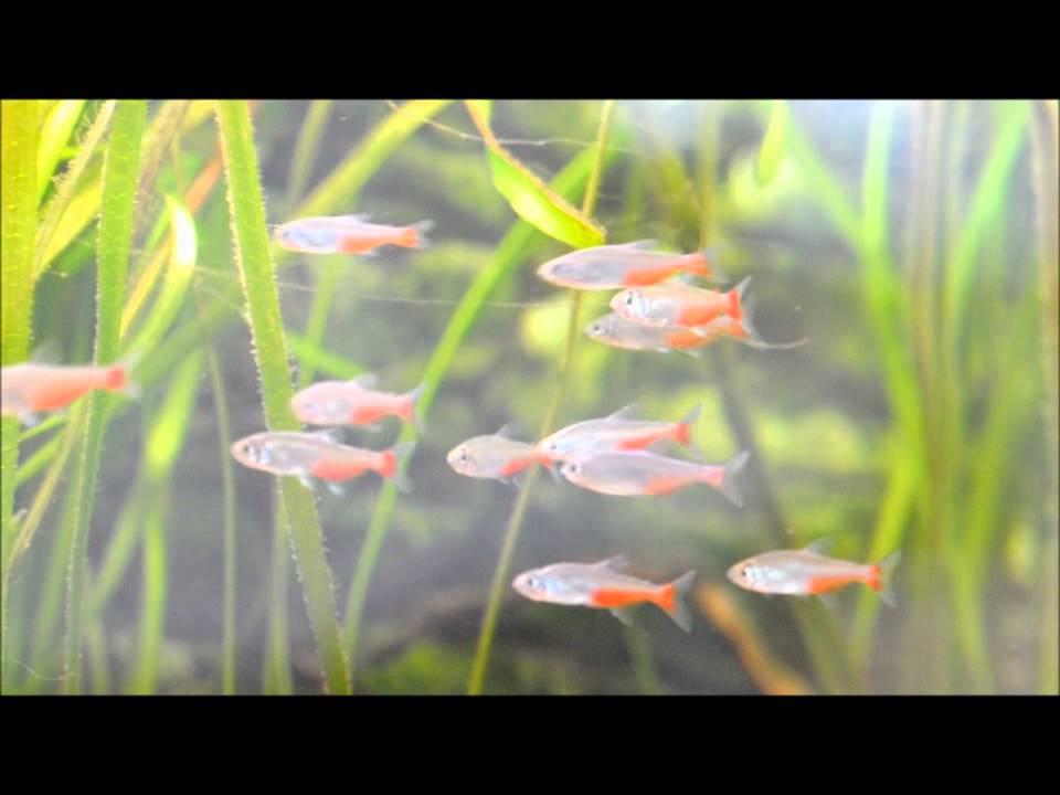 Aphyocharax rathbuni.wmv