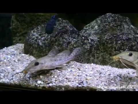 Auchenoglanis occidentalis