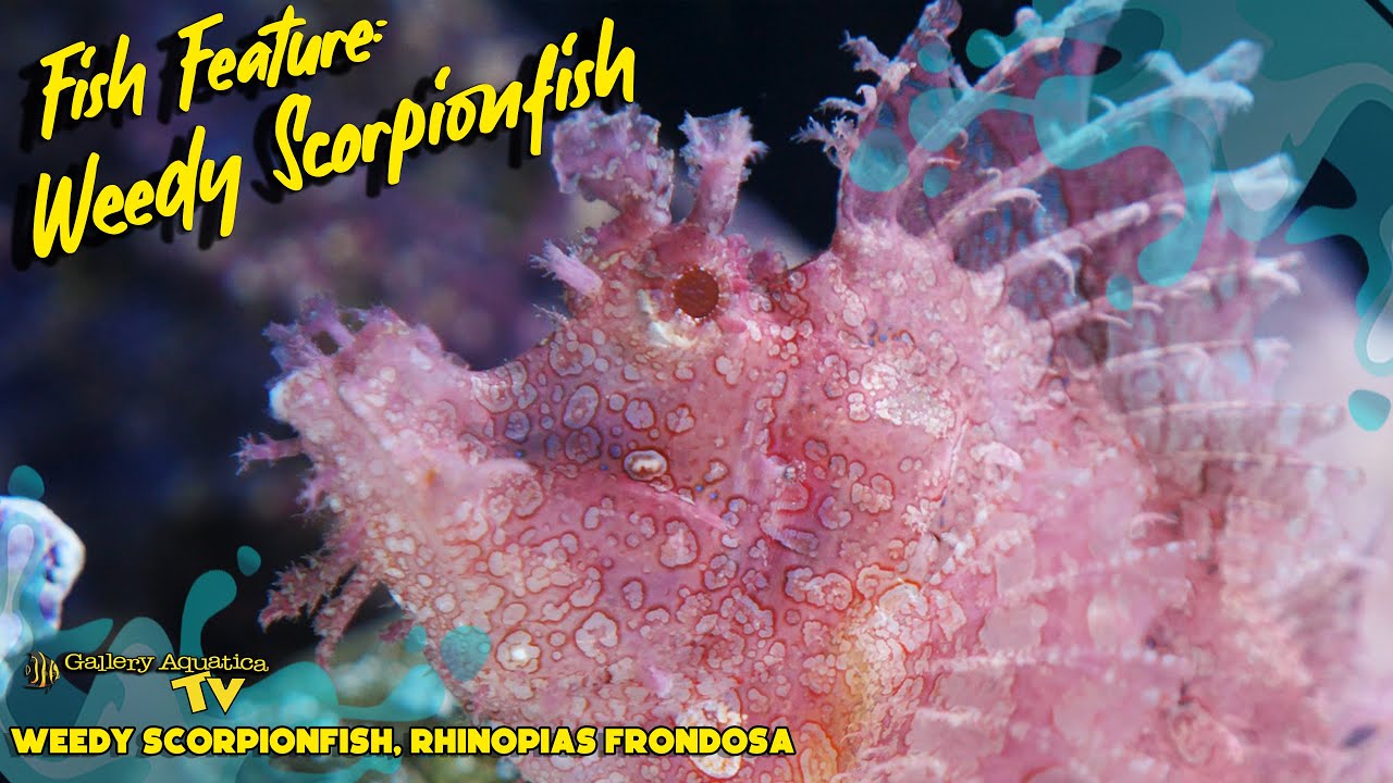 Fish Feature: Weedy Scorpionfish -  Rhinopias frondosa