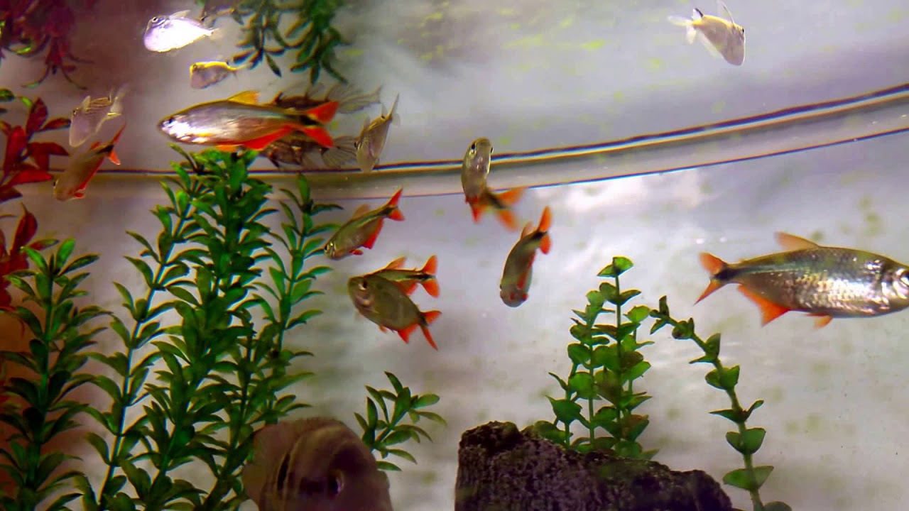 Rautenflecksalmler -- Hyphessobrycon anisitsi