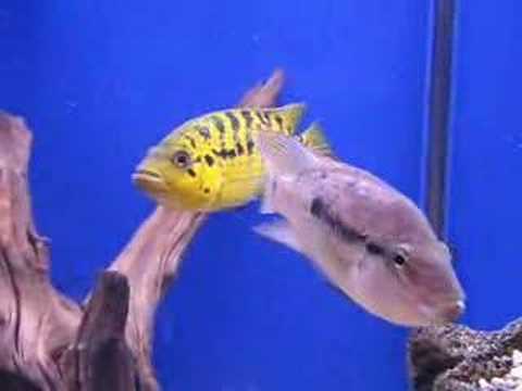 Parachromis friedrichsthalii