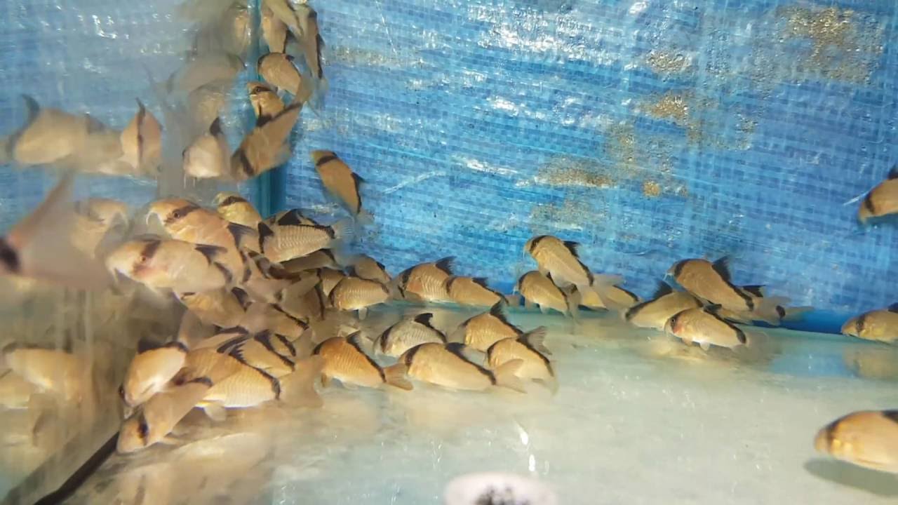 Corydoras metae 4-5 cm (réf 1952)