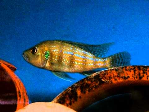 Greenwoodochromis christyi