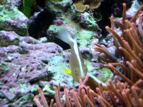 Amphiprion akallopisos spawning
