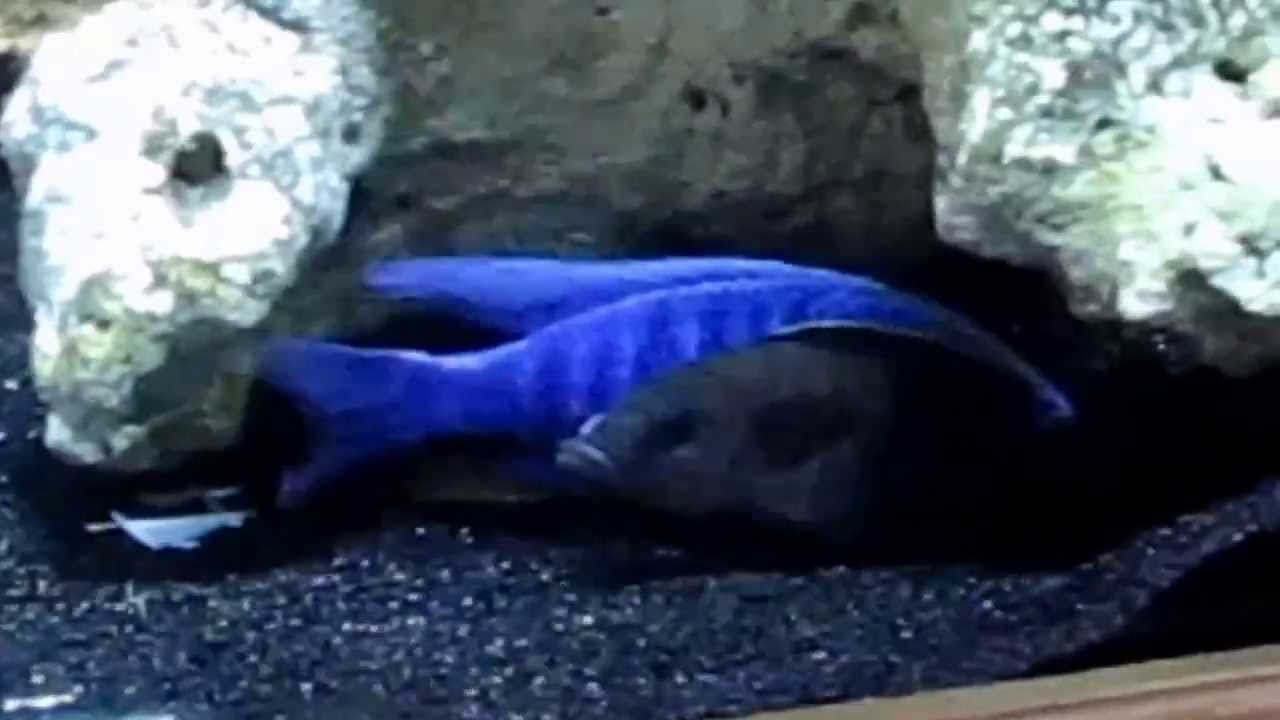 Spawning Sciaenochromis Fryeri  (  Electric Blue Ahli )
