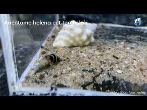 Anentome helena eet torenslak