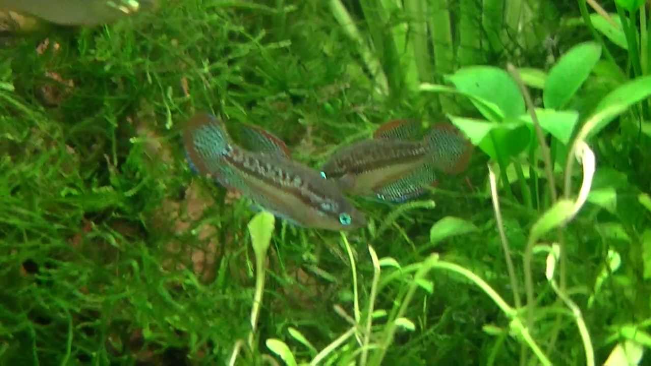 [HD] Sparkling Gourami (Trichopsis pumila) Fighting