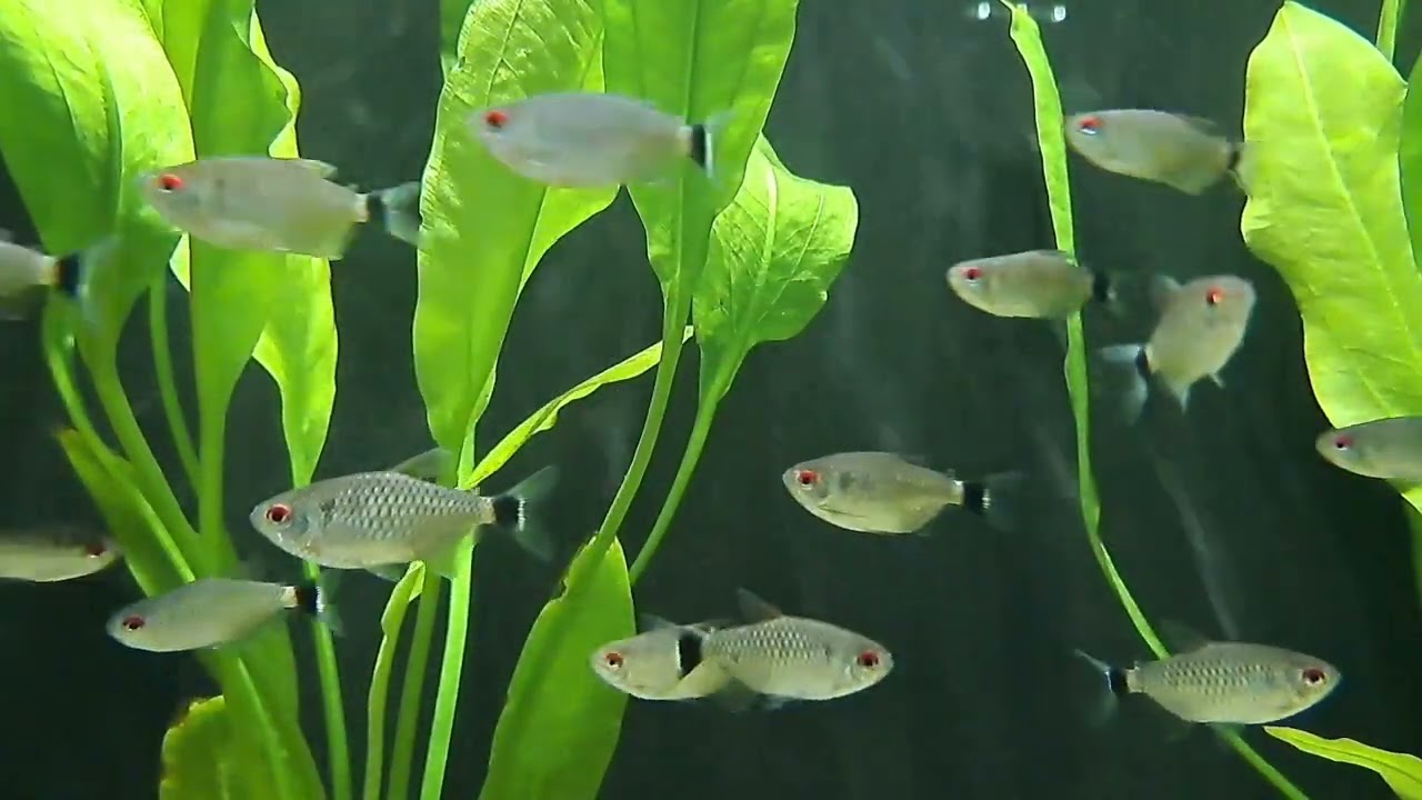 Moenkhausia sanctaefilomenae (wild) bij Aquarium Speciaalzaak Utaka