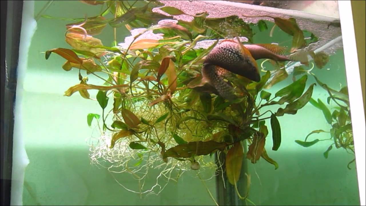 Trichogaster leeri breeding