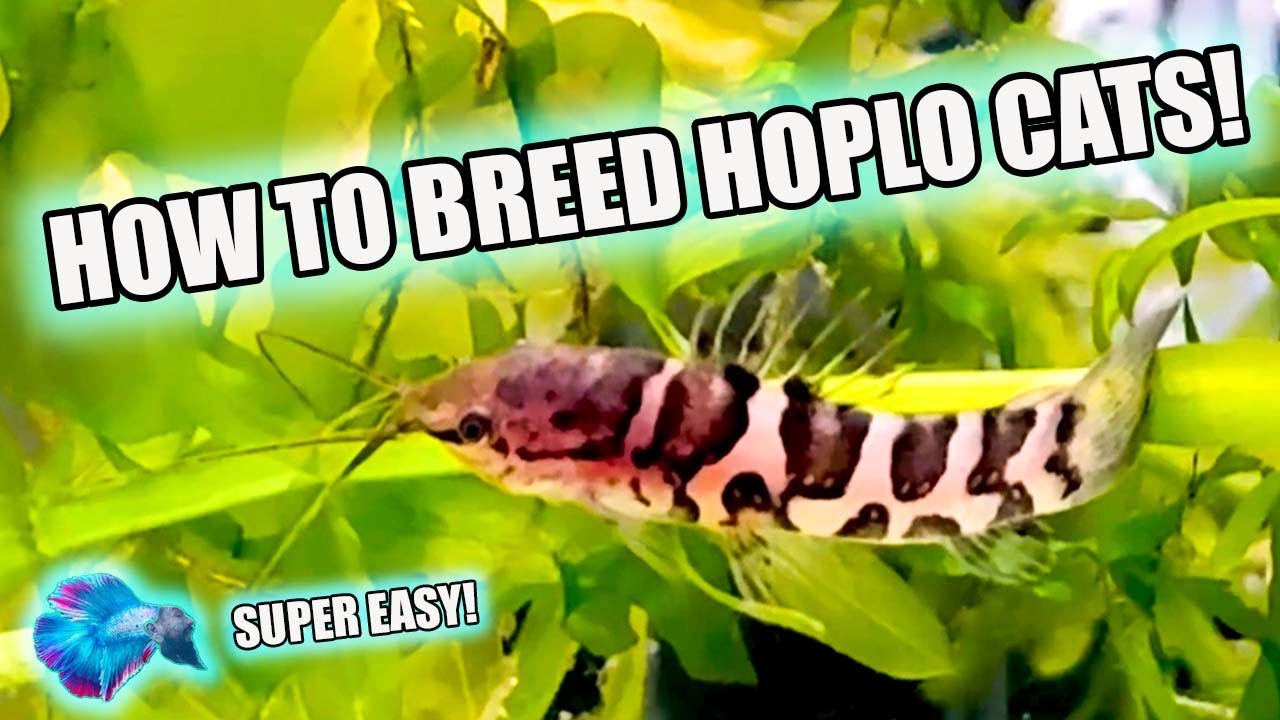 HOW TO BREED HOPLO CATFISH!  Megalechis thoracata