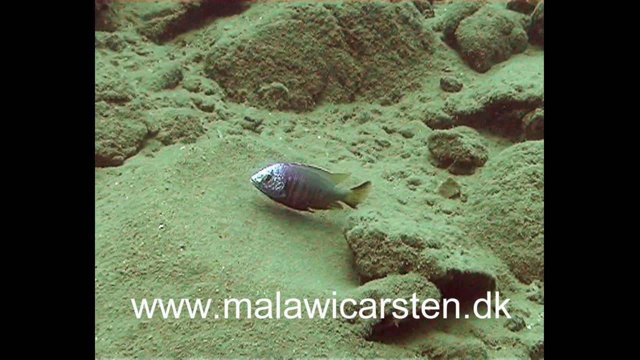Copadichromis atripinnis Namitumbu