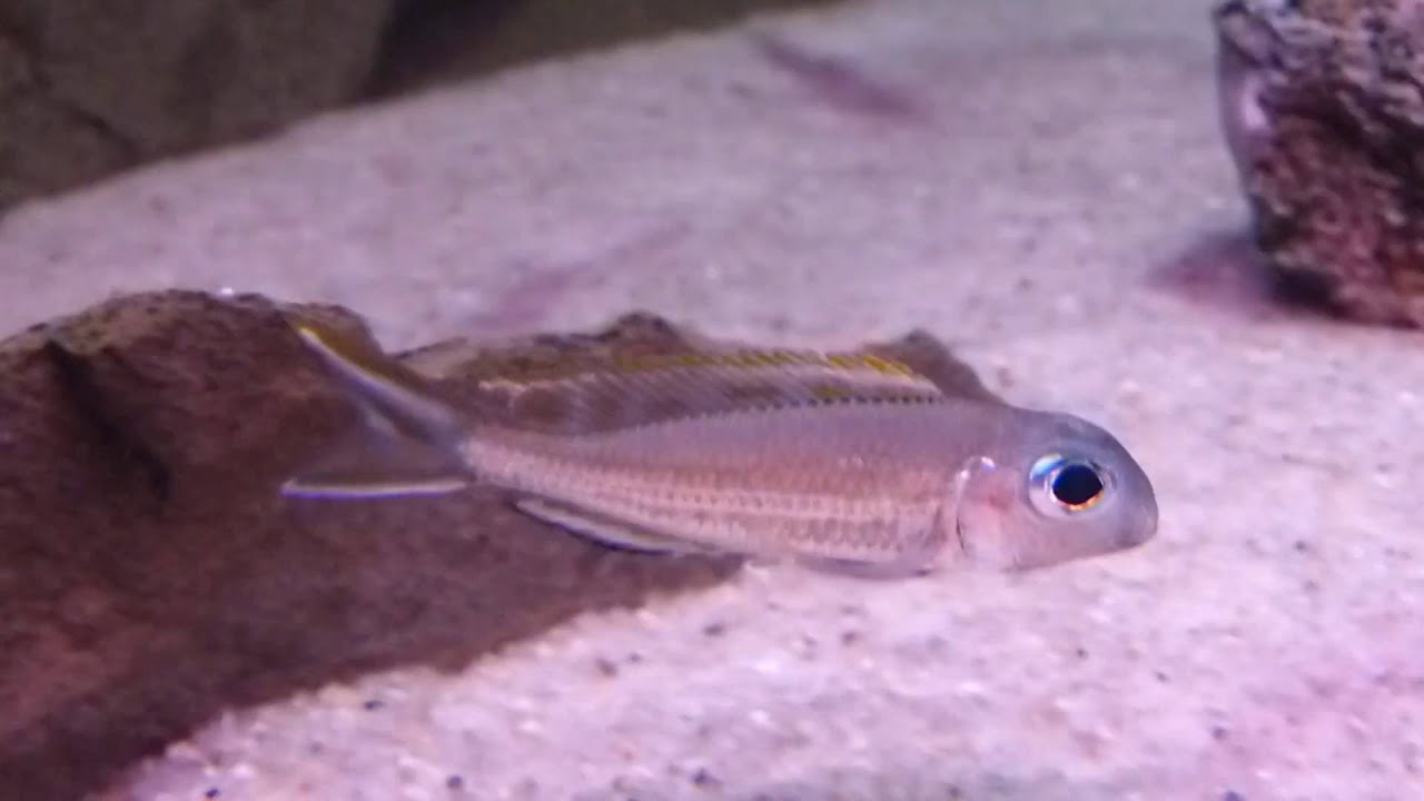 Xenotilapia ornatipinnis "burundi".