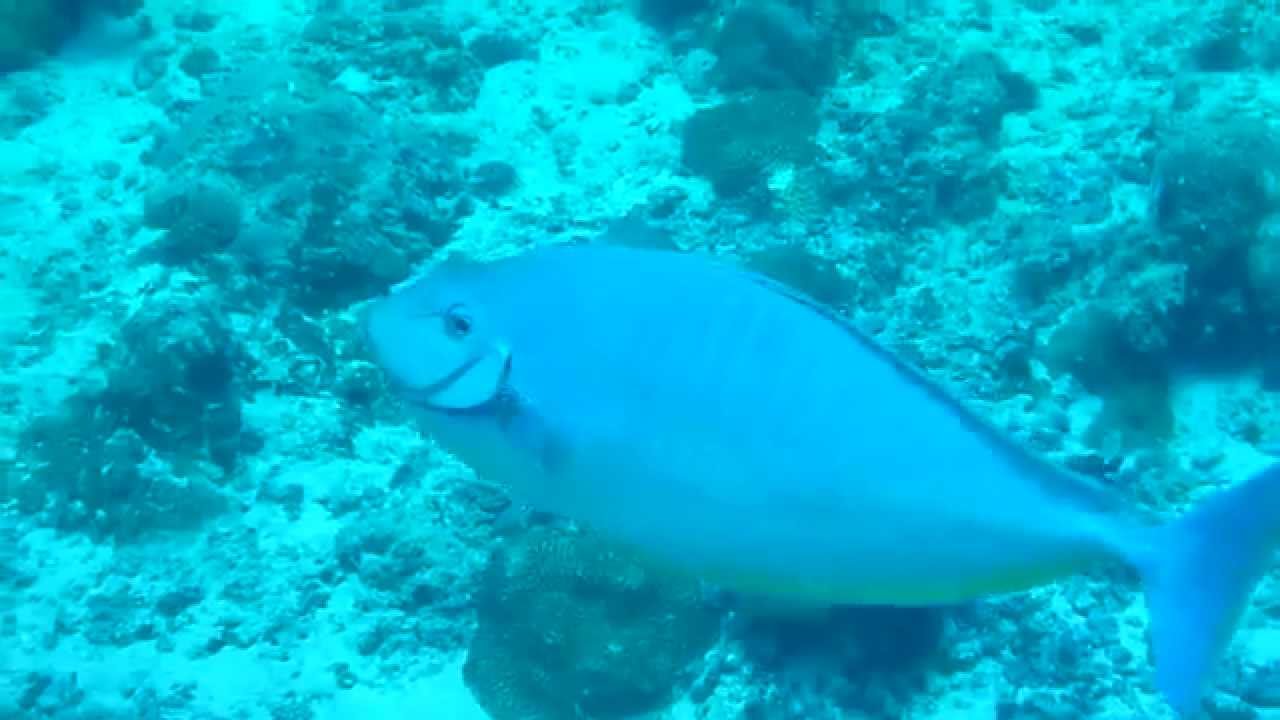 Sleek unicornfish in maldives