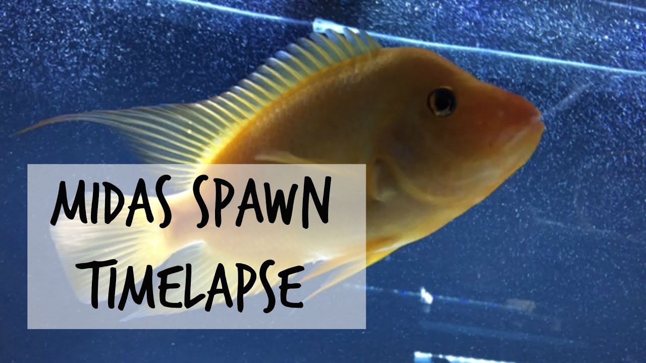 Midas Spawn Timelapse (Amphilophus Citrinellus)