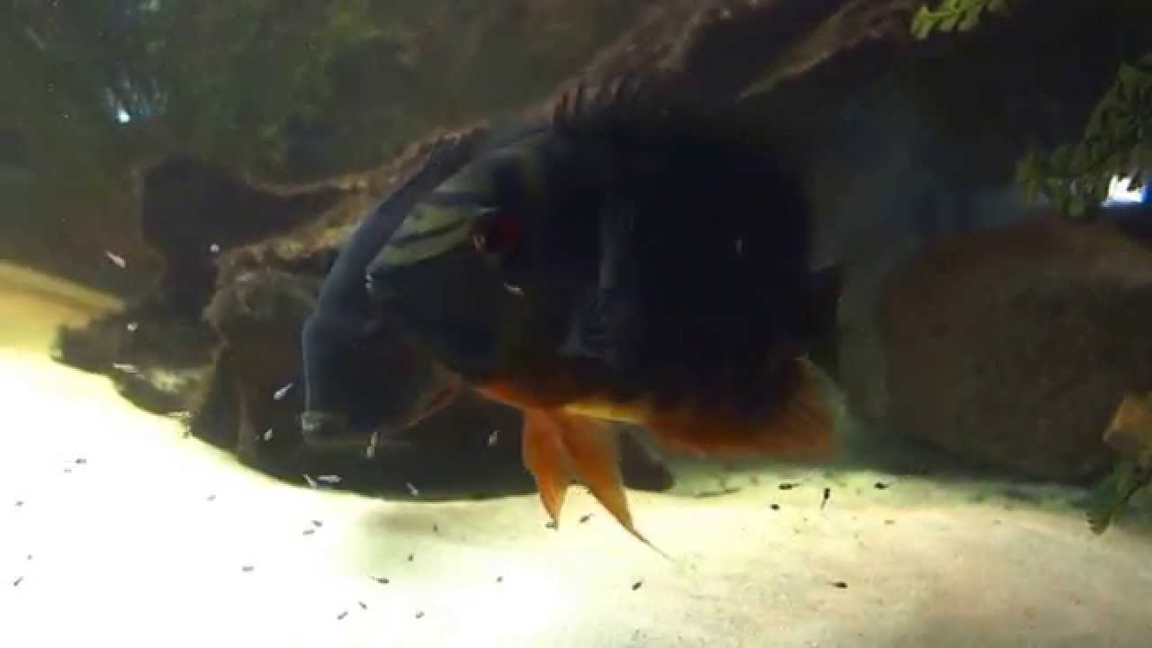 Heros liberifer wild caught pair with fry