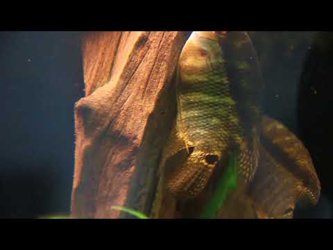 Mesonauta guyanae spawning