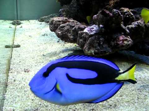 Paracanthurus Hepatus - Blue Tang