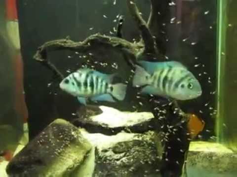 Amatitlania siquia convicts