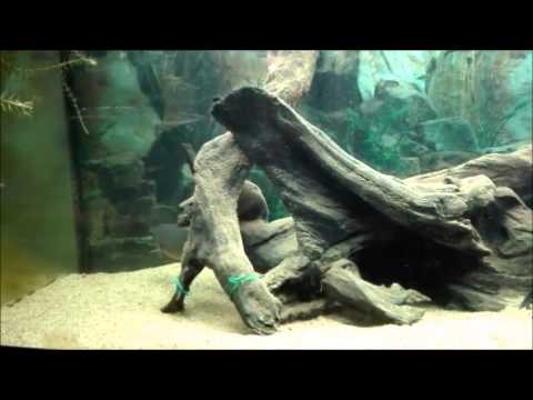 Ctenopoma kingsleyae 2.0