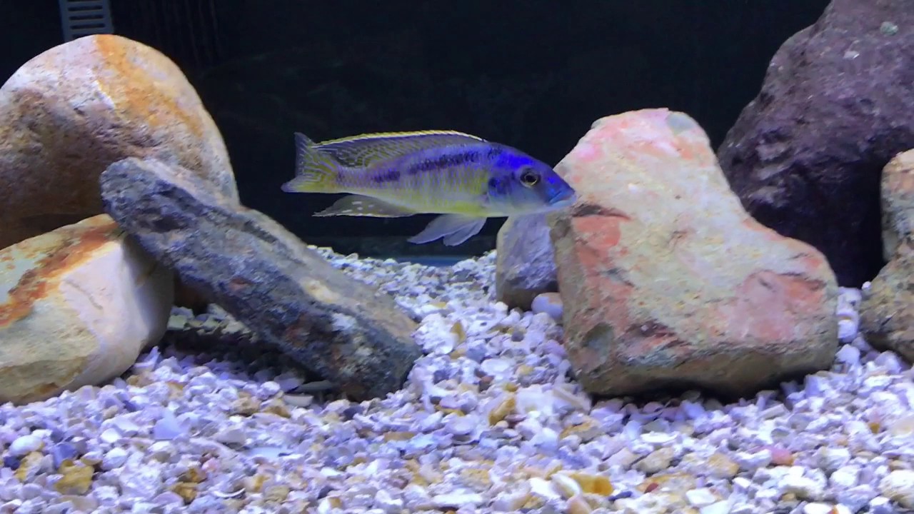 Mylochromis Gracilis