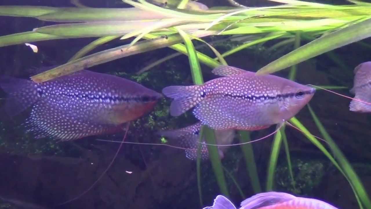 Trichogaster leerii - helmirihmakala