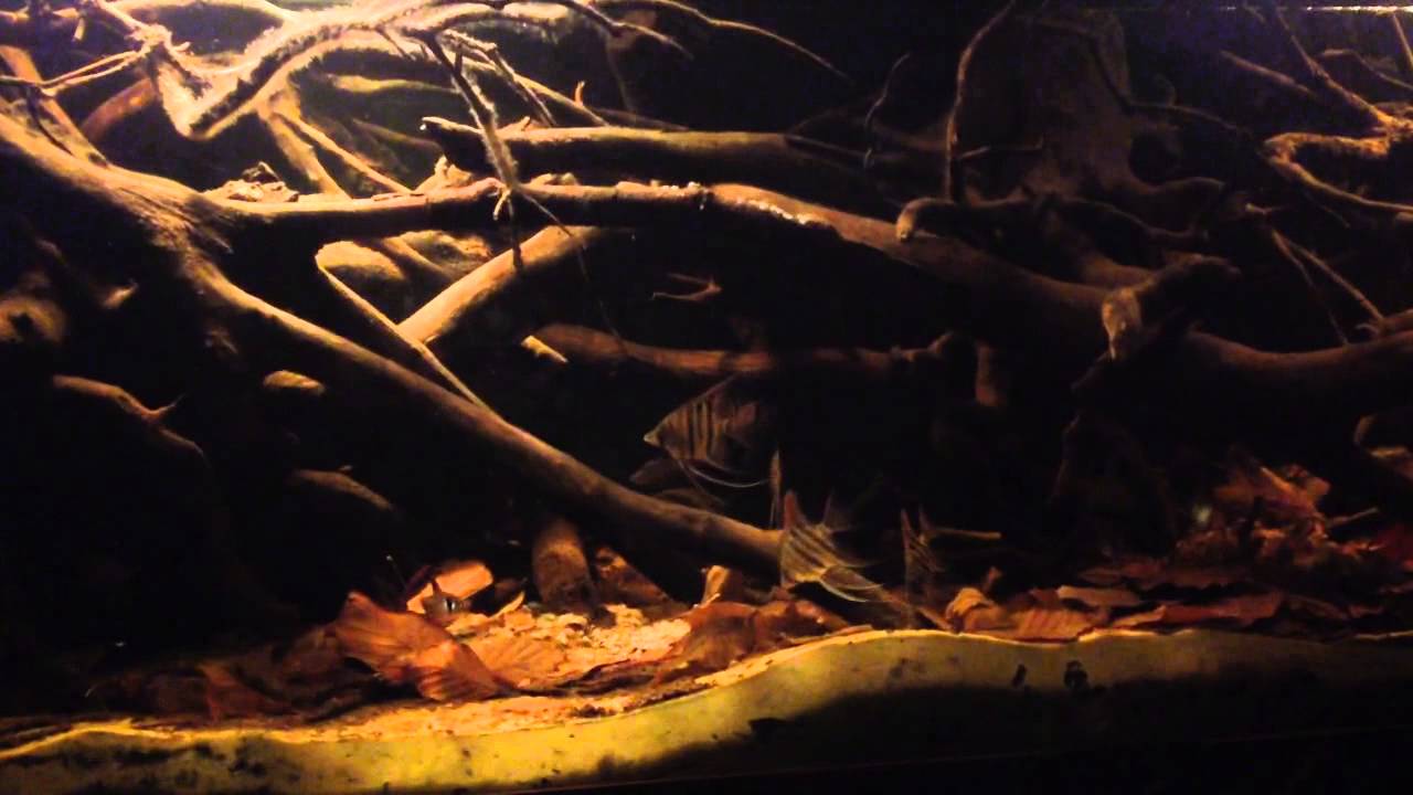 Pterophyllum leopoldi