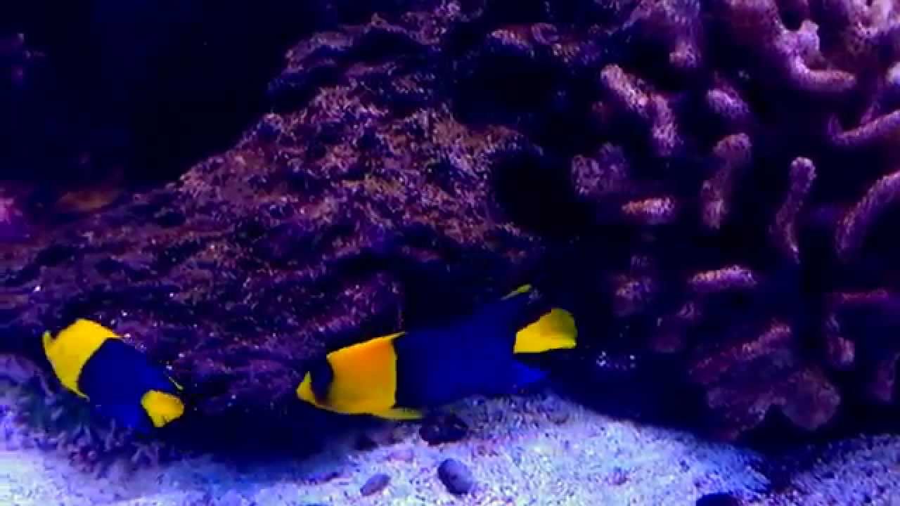 Bicolor angelfish, Centropyge Bicolor