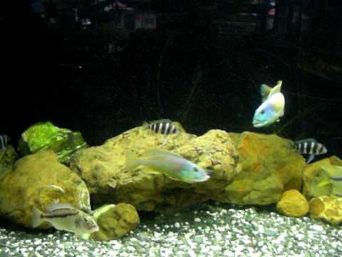 Aristochromis christyi fight !