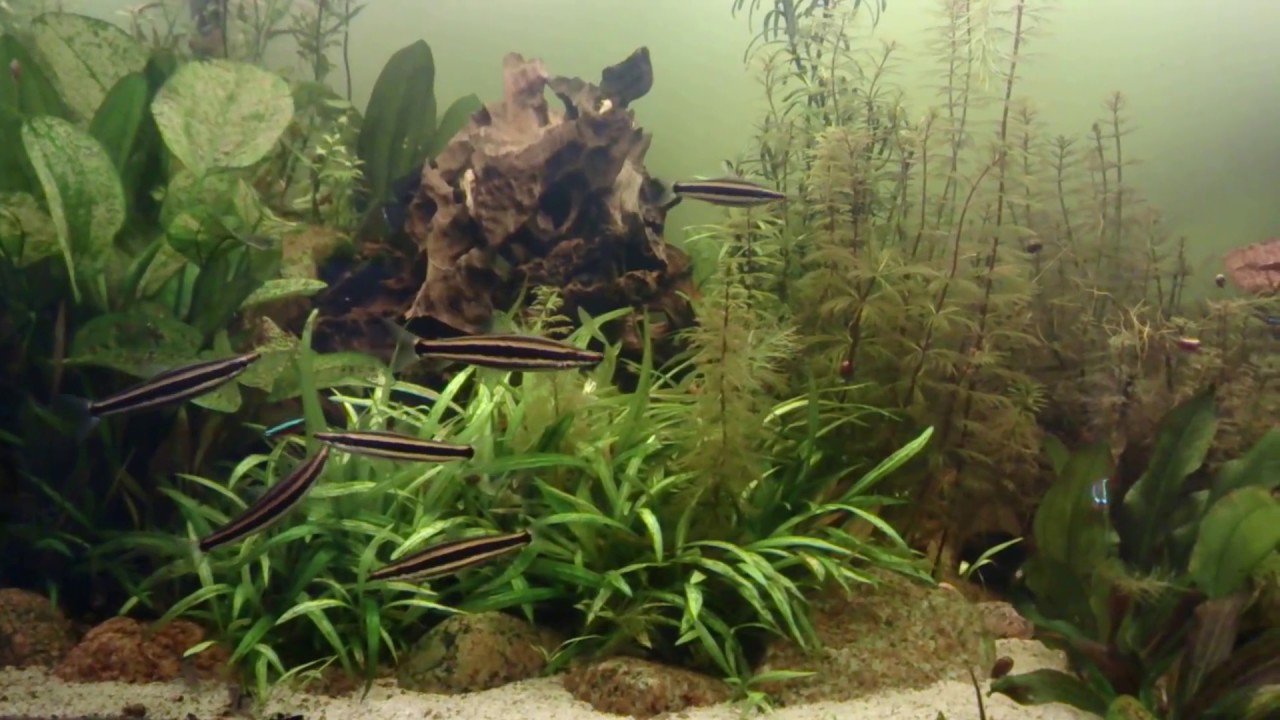 Anostomus Ternetzi (Goldstreifen Kopfsteher)