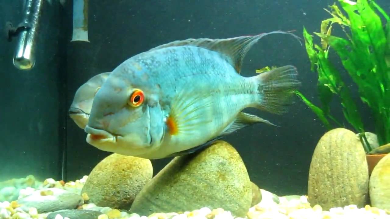 Hoplarchus psittacus courting