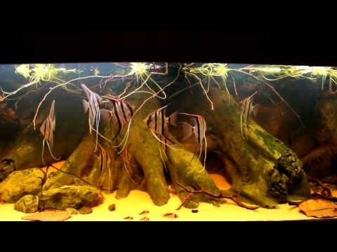 Pterophyllum scalare - Wild Angelfish Rio Cuiuni