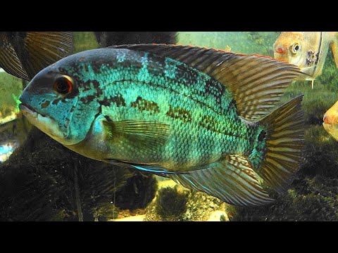 A wild caught pair of Hoplarchus psittacus guarding their latest spawn