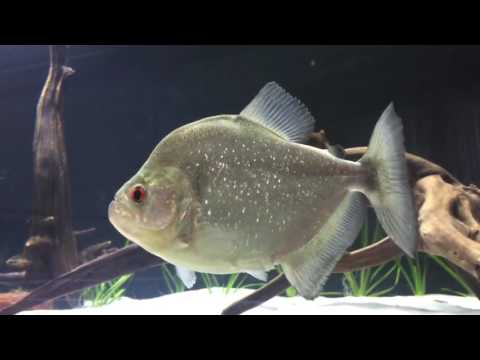 S.Rhombeus Monster Black Piranha Tank