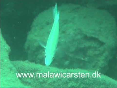 Labidochromis pallidus Nakantenga Island