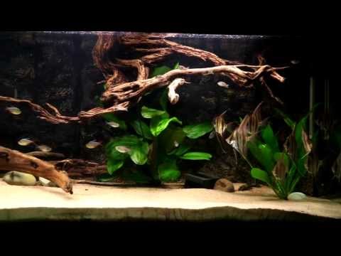 Pterophyllum scalare wild - II
