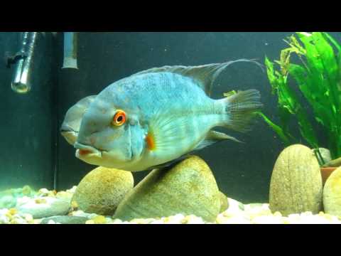 Hoplarchus psittacus courting