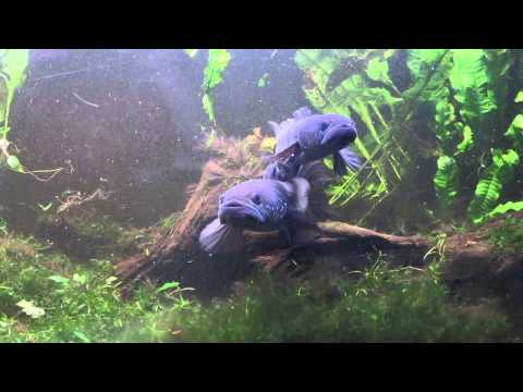 Channa asiatica pair, Snakeheads, Schlangenkopffische