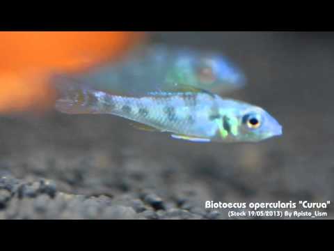 Biotoecus opercularis Stock 19/05/2013 By Apisto_Lism