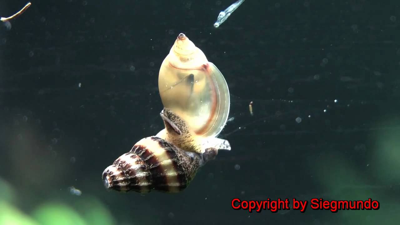 Anentome Helena - Snail eating Snail / Raubschnecke frisst Blasenschnecke