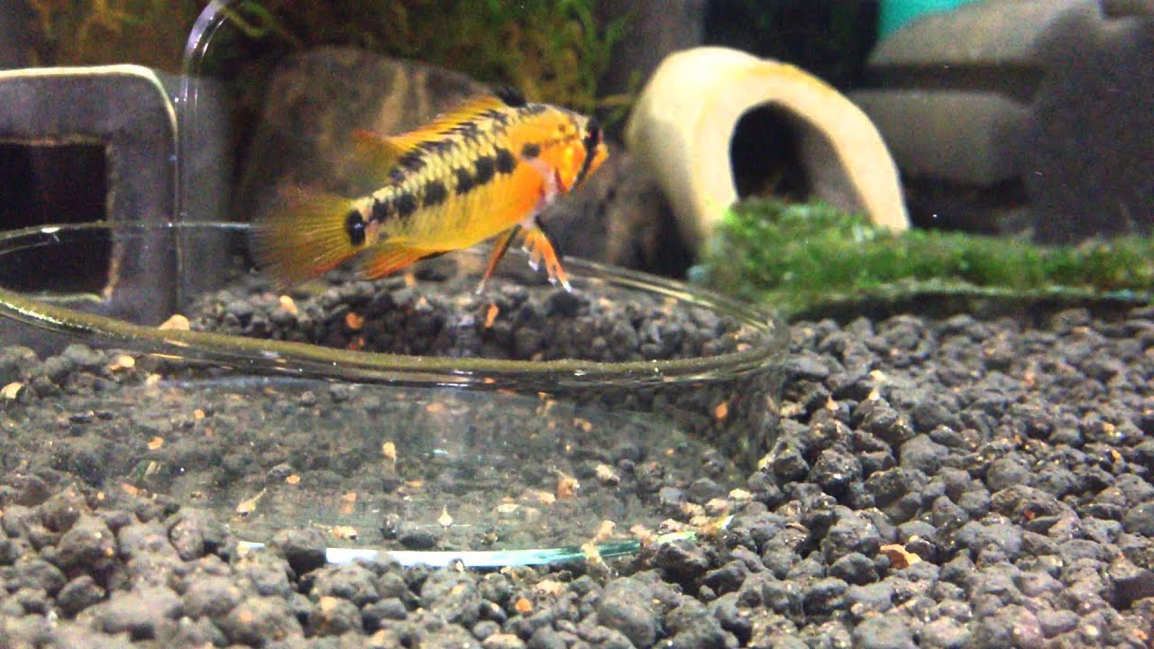 Apistogramma Macmasteri (Red Neck) breeding in BORNEOWILD Fish Soil